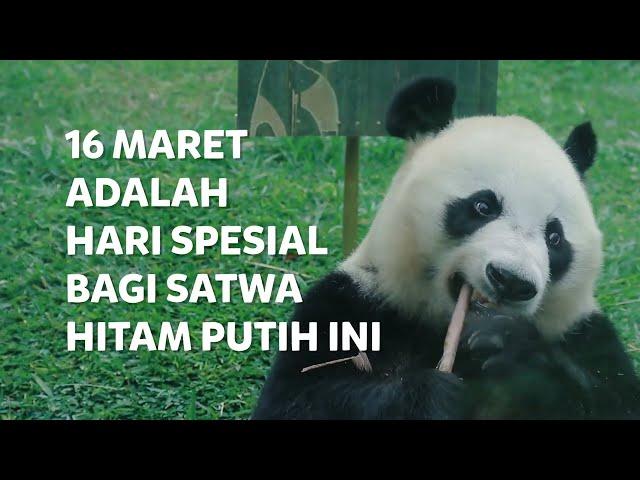 INTIP SEJARAH PANDA YANG ADA DI #TAMANSAFARIBOGOR, YUK! 