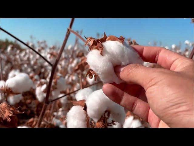 ASMR Cotton Picking ️