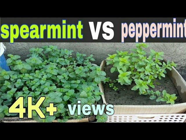 Spearmint vs Peppermint | Different types of mint | Mint vs Peppermint in (Urdu/Hindi)