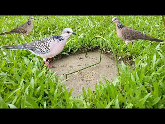 how to make dove bird trap