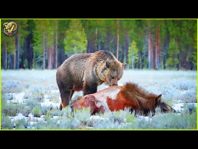 Most INCREDIBLE Attacks Of Bear Ever Recorded | Animal Fighting