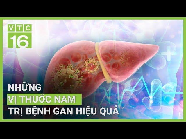 Những vị thuốc nam trị bệnh gan hiệu quả | VTC16