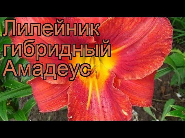 Лилейник гибридный Амадеус (hemerocallis amadeus)  обзор: как сажать, рассада лилейника Амадеус