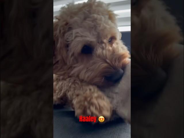Haaley ️ #edit #dog