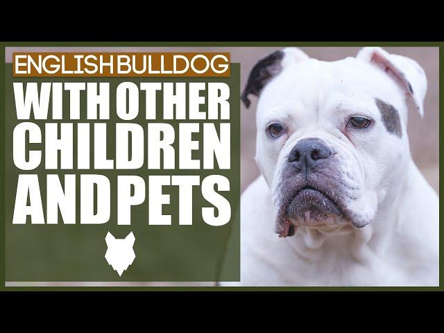 ENGLISH BULLDOG WITH CHILDREN AND PETS