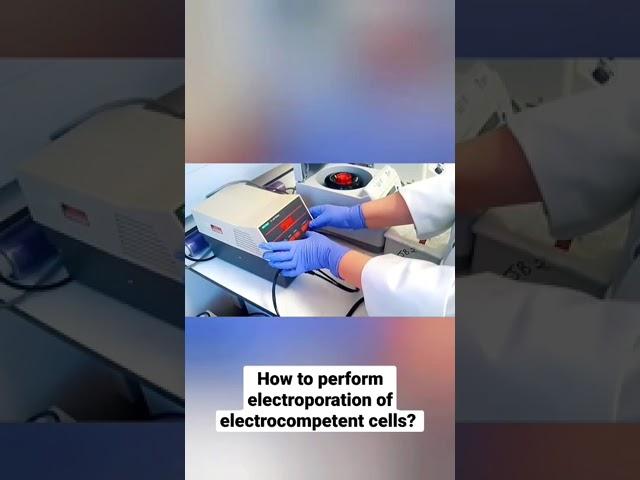 How to perform electroporation of electrocompetent cells?