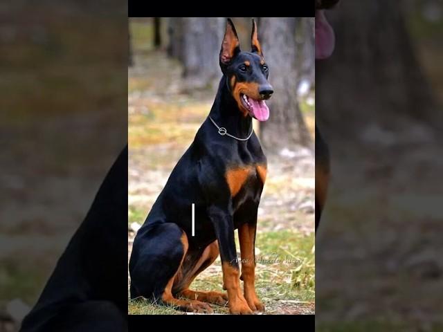 Doberman 2023 and Doberman 5000BCE #doberman #dog #dogs #monster #viral #shorts #short #evolution #1