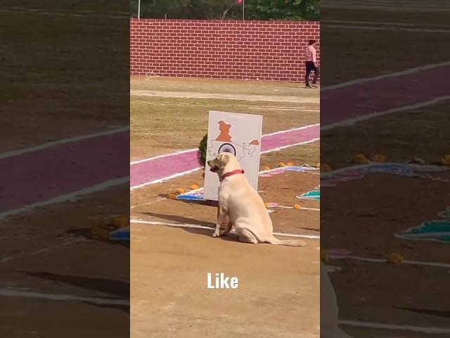 INDIAN ARMY DOGS TRAINING  #india #army #viral #dog