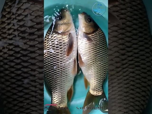 Amur Carp , #fish #fishing #fishingvideo #carpfishing #fisherman #fishtank #aquaculture