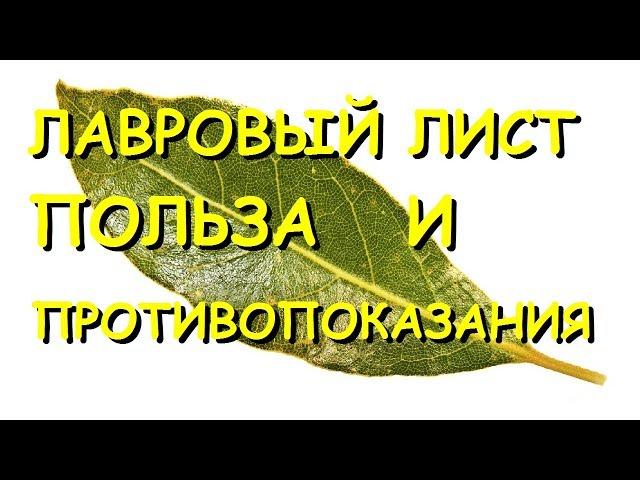 Лавровый лист. Лечебные свойства и противопоказания.