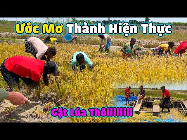 Thế Nhân || Uớc Mơ "Lúa Gạo" Của Người Dân Châu Phi Đã Thành Hiện Thực - Ngày Hội Gặt Lúa.