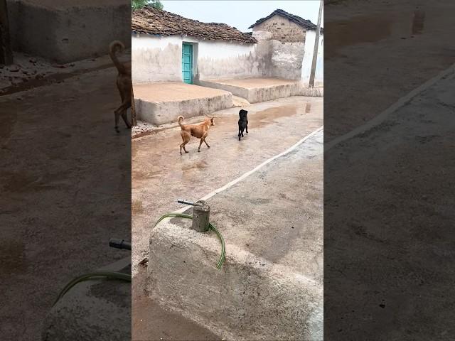 Champi vs Black Dog: Epic Bark Battle#bhaiya choudhary2635