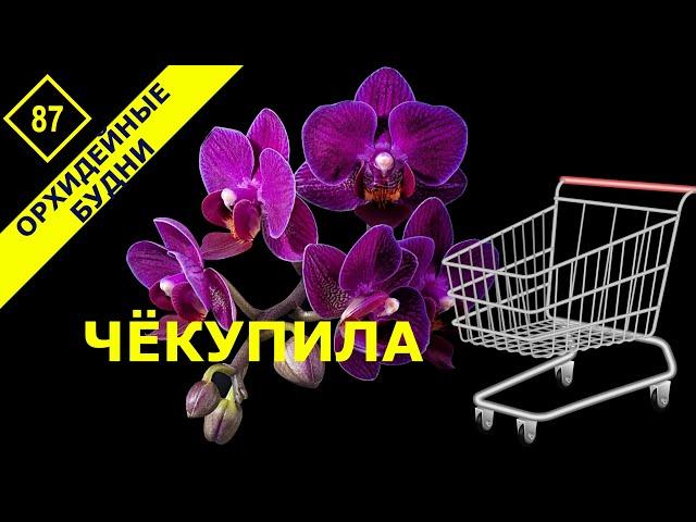 Чего прикупила в магазине для своих любимых орхидей. Готовлюсь к ВЕСНЕ