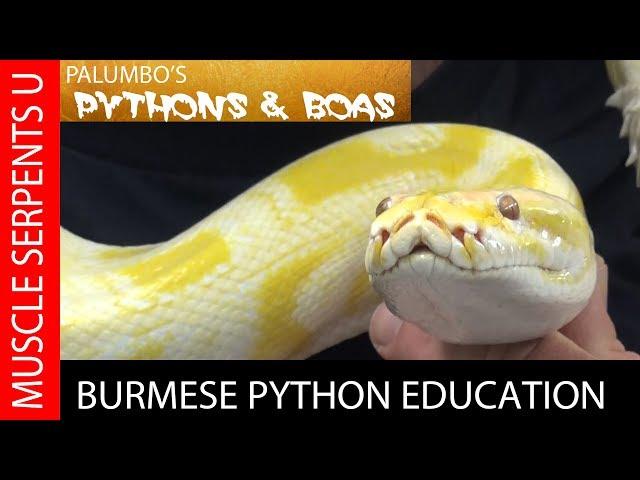 BIG BURMESE PYTHONS: What You Need to Know