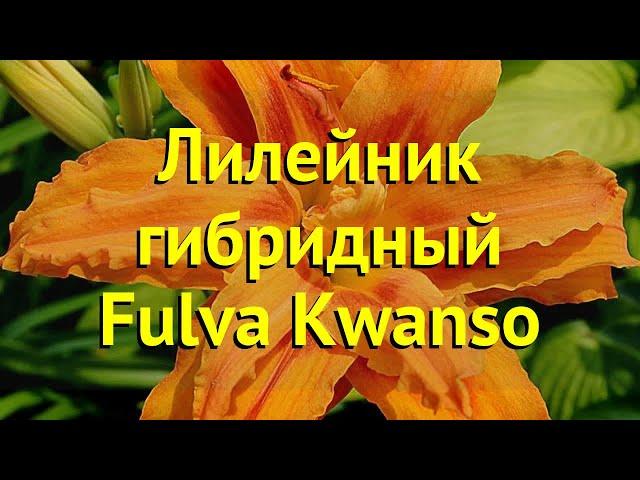 Лилейник гибридный Фулва Квансо. Краткий обзор, описание характеристик hemerocallis Fulva Kwanso