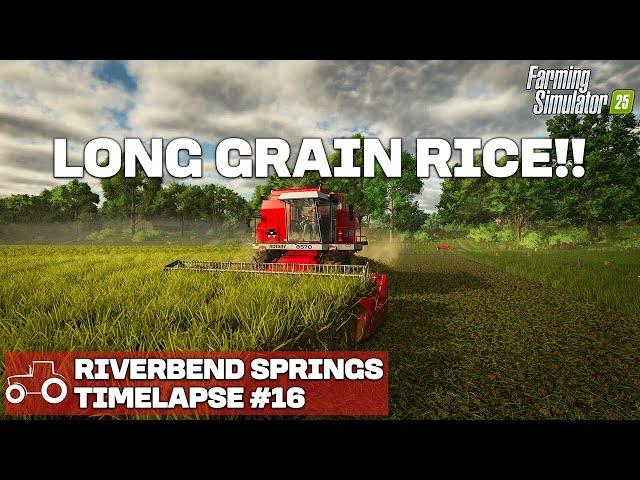 HARVESTING LONG GRAIN RICE!! Riverbend Springs FS25 Timelapse Farming Simulator 25 Ep 16