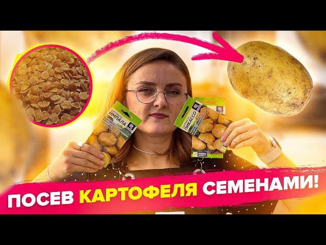 ПОСЕВ КАРТОФЕЛЯ СЕМЕНАМИ! Легко и просто!