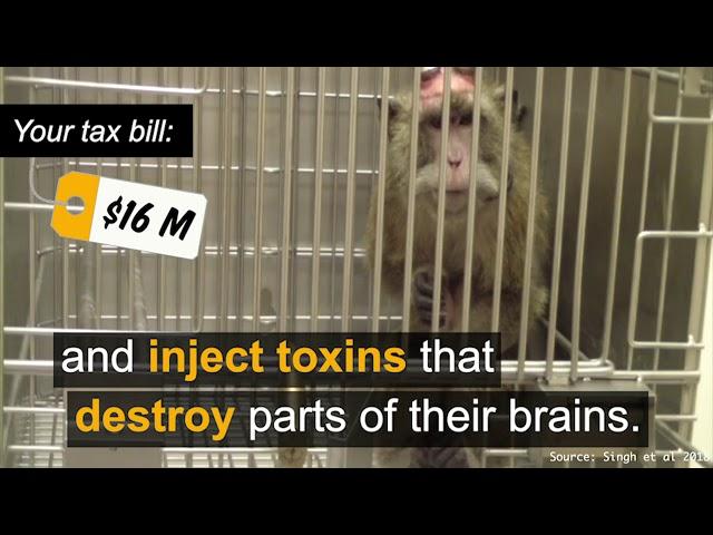 EXPOSED: NIH spent $16M+ to cripple monkeys in these wasteful tests