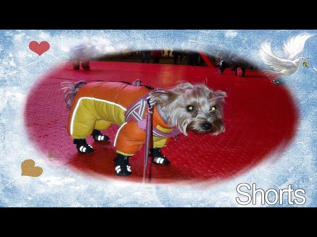 Фанни в городе.#Shorts​​#york​​#Йорк​​#Dog​​#