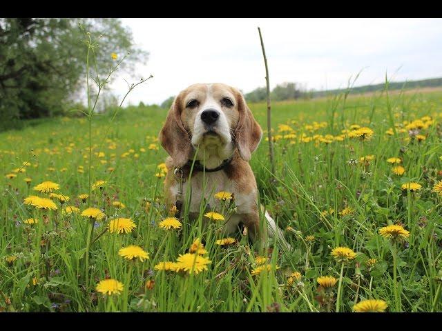 Beagle Xena | A Beautiful Life