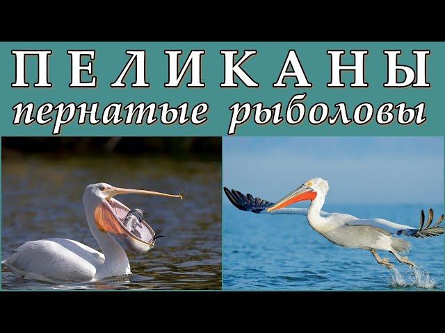 ПЕЛИКАНЫ - Пернатые рыболовы