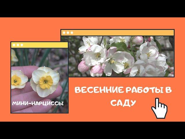 Весенние работы. Пересадка розы