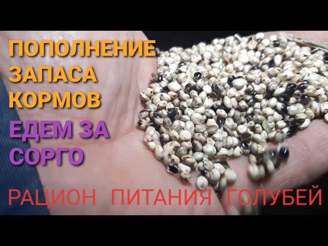 Пополнение запаса кормов. Едем за сорго. Рацион питания голубей.   Николаеские голуби.