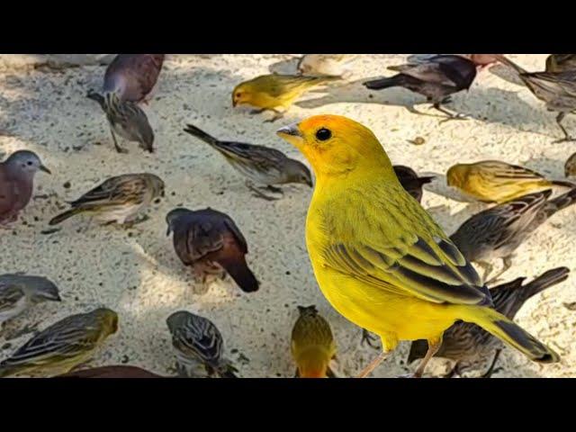 rolinhas caldo de feijão junto com canários da terra