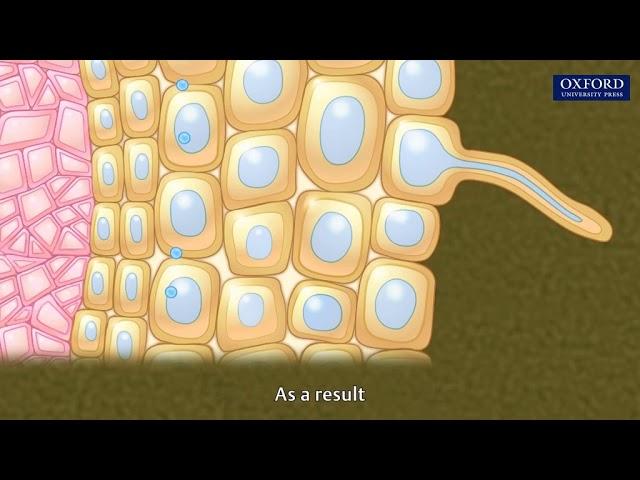 Animation 10.3 Absorption of water in plants