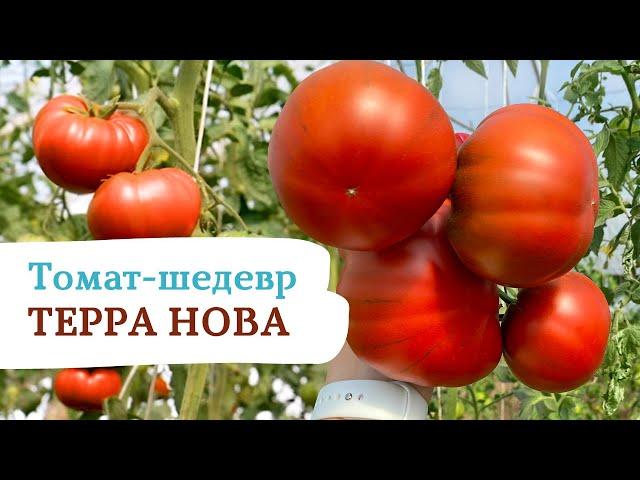 Томат - шедевр ТЕРРА НОВА