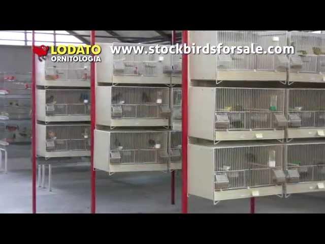 www.stockbirdsforsale.com