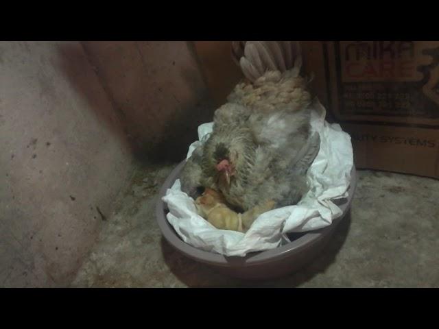 Natural Brooding of Kienyeji Chicken from Day one to 6 months - 98% Survival Rate