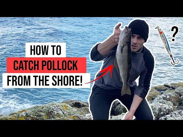 How to catch pollack from the shore - Lures, techniques and tips