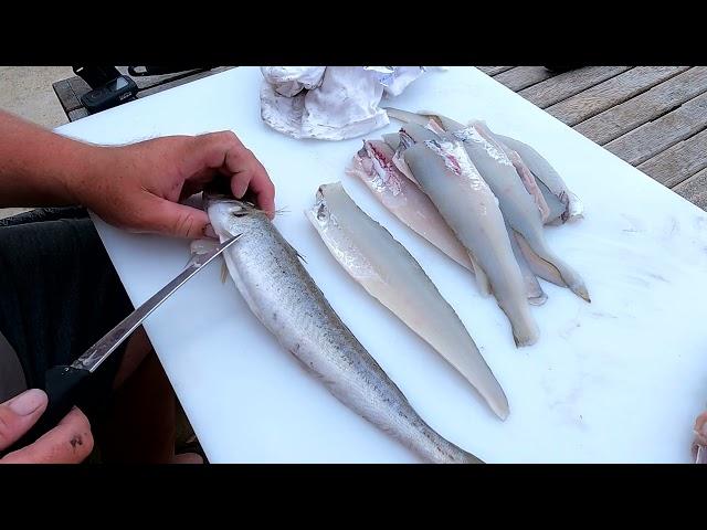 The easiest way to fillet & bone King George Whiting