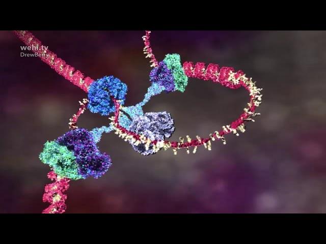 DNA animation (2002-2014) by Drew Berry and Etsuko Uno wehi.tv #ScienceArt