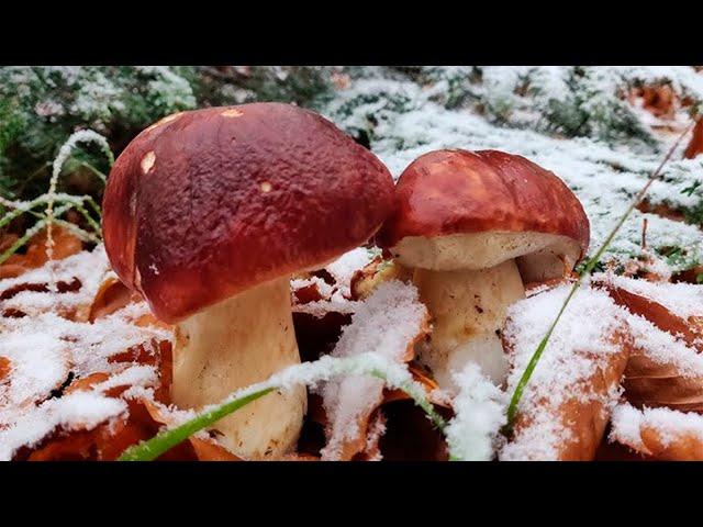 NOVEMBER AND FROST AND I AM A WHITE MUSHROOM IN THE FOG