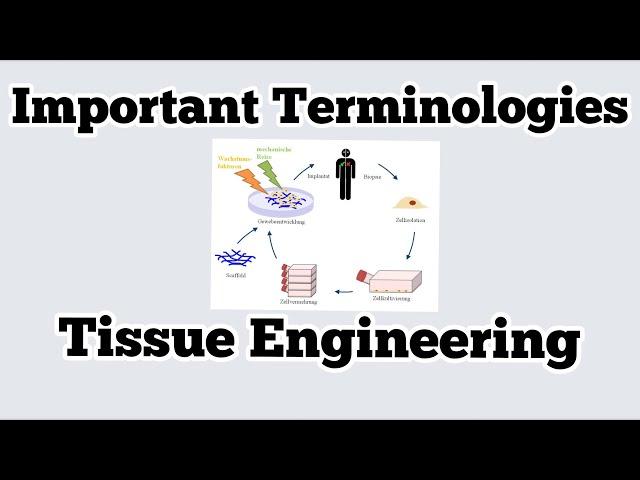 Terminologies of Tissue Engineering | Biomedical Engineering | Excellence Biomedical Engineering