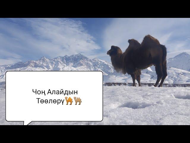 Чоң Алай районундагы Жекенди айылындагы Төөлөр