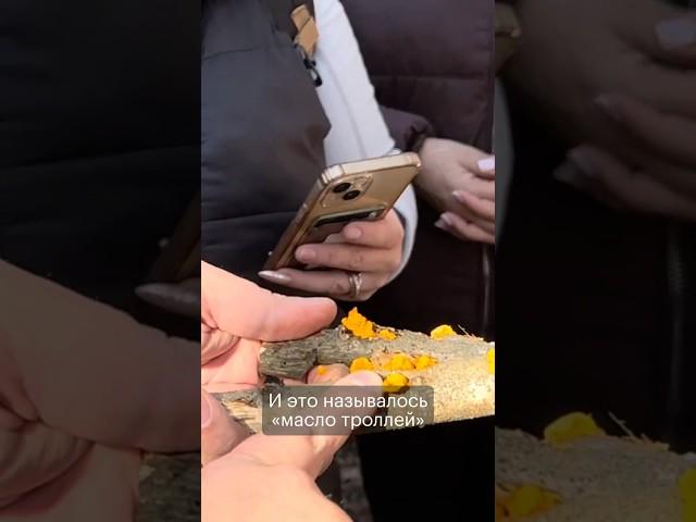 Масло троллей — дрожалка оранжевая #михаилвишневский #грибы