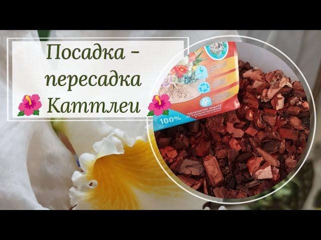 Посадка- пересадка каттлеи. Грунт, тонкости, нюансы.