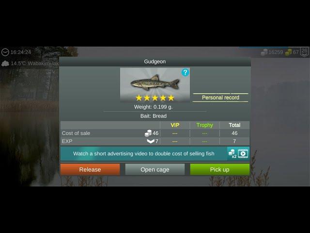 My Fishing World : Пескарь (Ежедневное задание, Озеро Вабакими) #myfishingworld