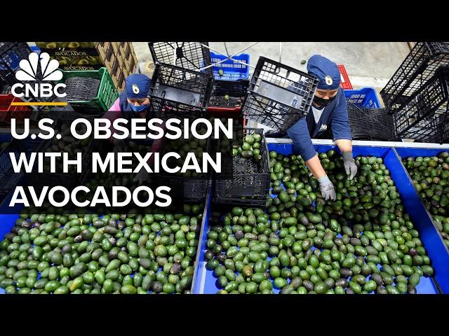 Why Mexico Beats The U.S. In Avocado Production