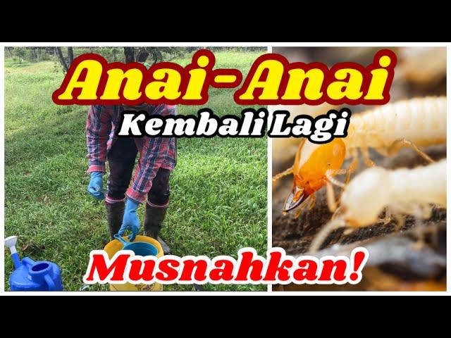 Cara Mudah Memusnahkan Anai-Anai - Semua Orang Boleh Buat