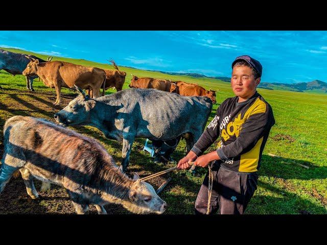 Morning of Mongol NOMADERS! How do the descendants of Genghis Khan live? Country life.ASMR. MONGOLIA