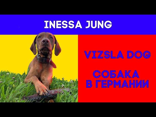 Vizsla dog. Vizsla puppy. Венгерская выжла. Собака в Германии. Ungarische Vizsla. Охотничья собака.