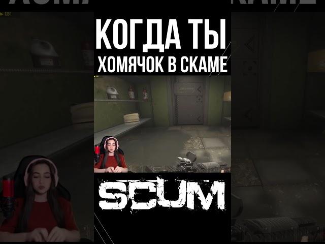 ОСТАНОВИТЕ ЭТОГО ХОМЯКА #scum #pvp #survival #shorts #выживание #stream #lootopening