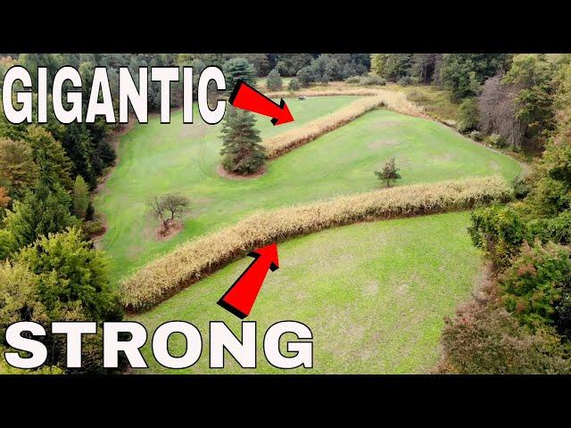 How To Grow GIGANTIC Egyptian Wheat!