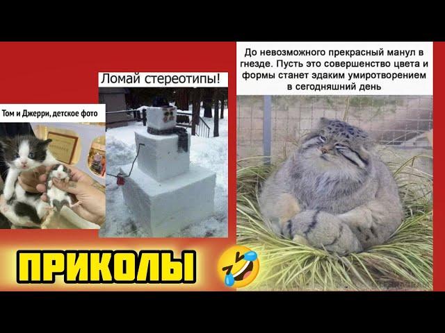 Манул может сделать квадратный снеговик! смотри смешные картинки мемы котики приколы  