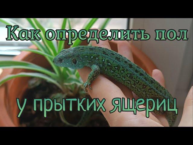 КАК ОПРЕДЕЛИТЬ ПОЛ У ПРЫТКИХ ЯЩЕРИЦ (2 часть)