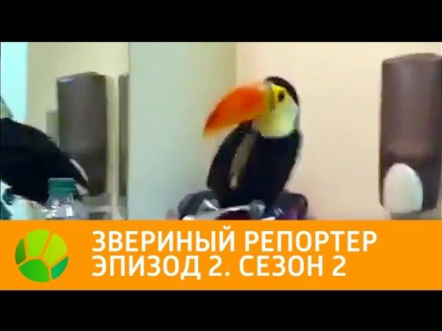 Звериный репортер. Эпизод 2. Сезон 2 | Живая Планета